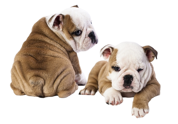 perros puppy