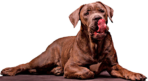 Comida para perros