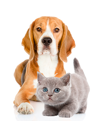 Perro-gato-home