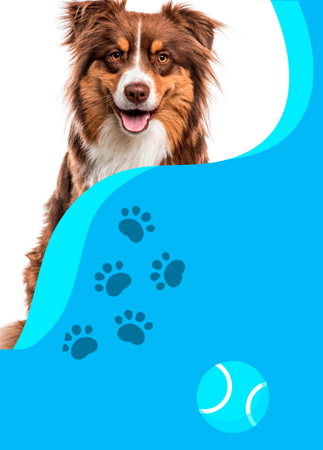 Perro-home-3I
