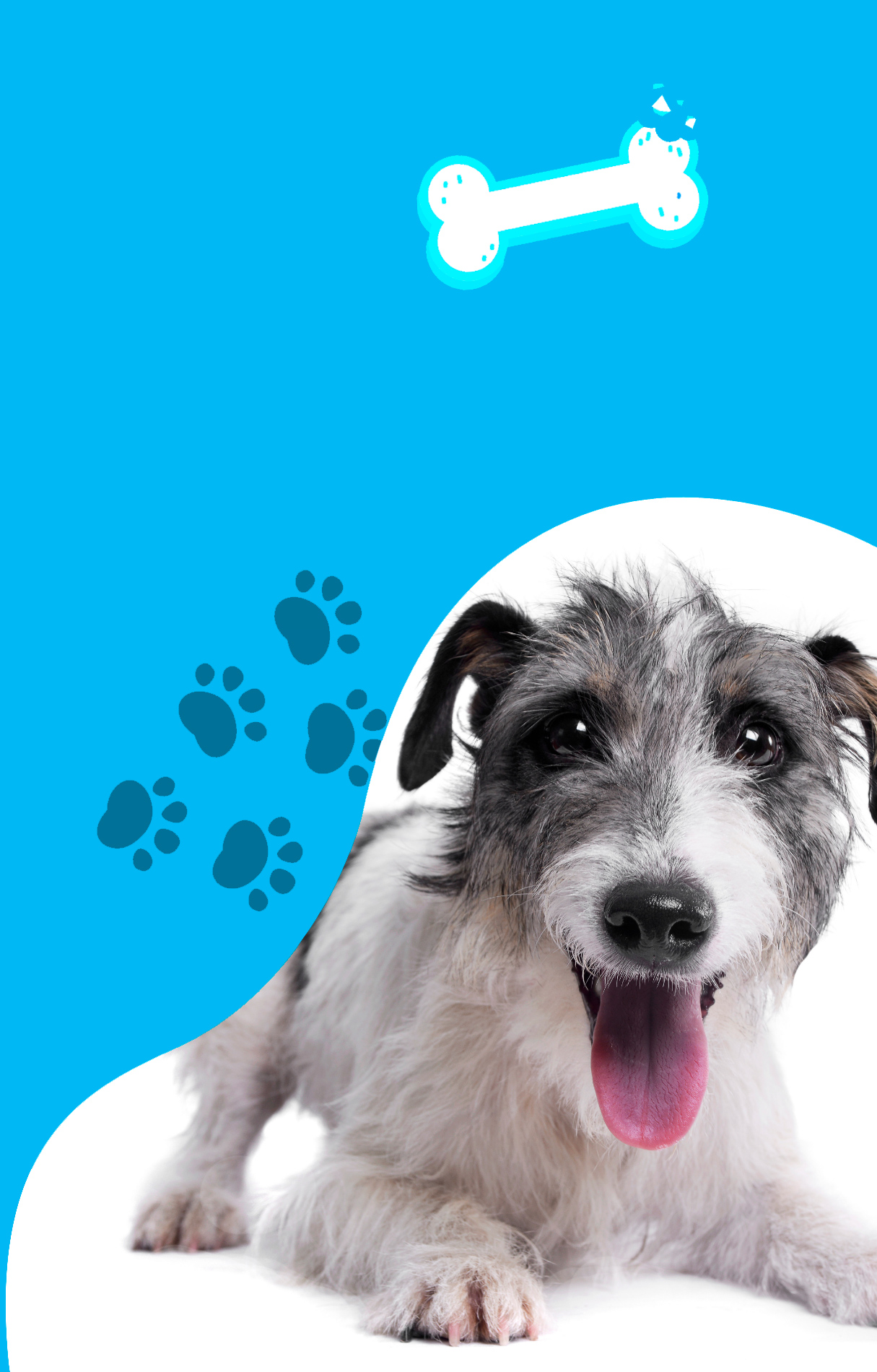 Perro-home-5D