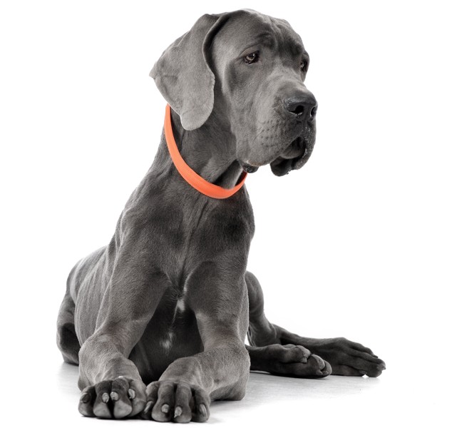 Razas de tamaño grande