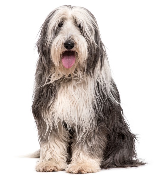 Razas de tamaño mediano