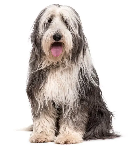 Razas de tamaño mediano