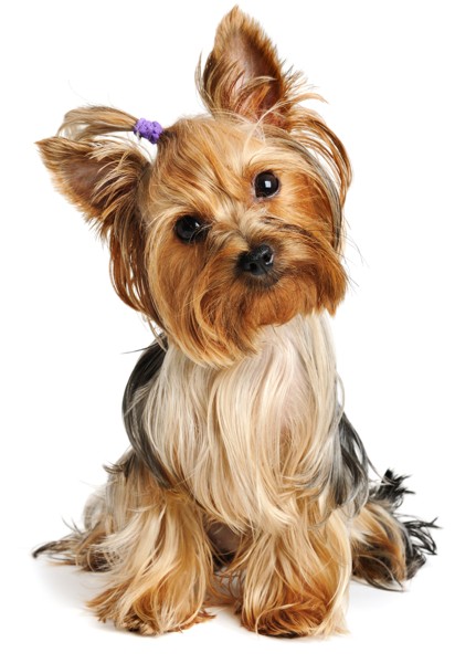 Razas de tamaño pequeño