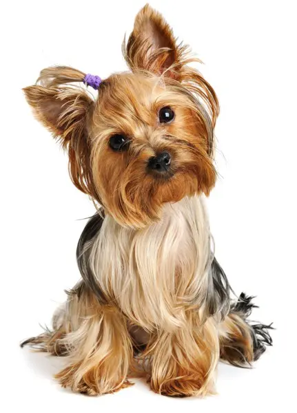 Razas de tamaño pequeño